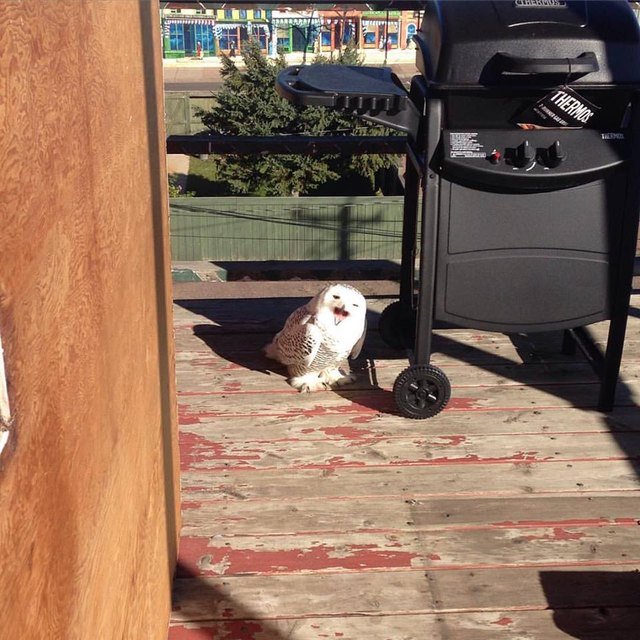 Owl next to outdoor grill.