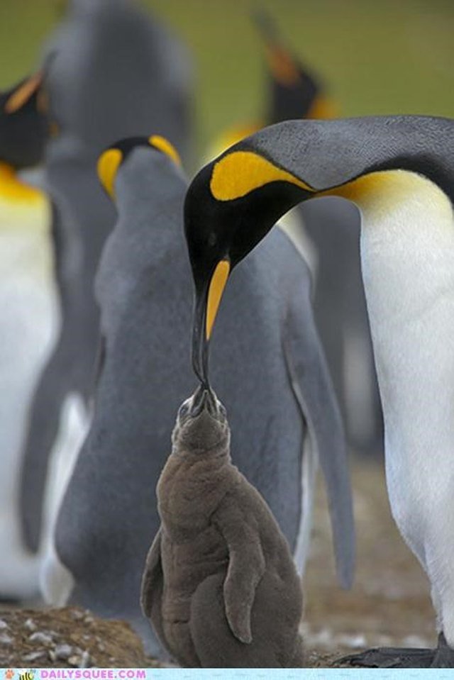Penguin feeds chick.