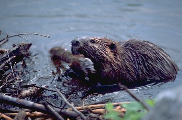 Beaver building a dam.