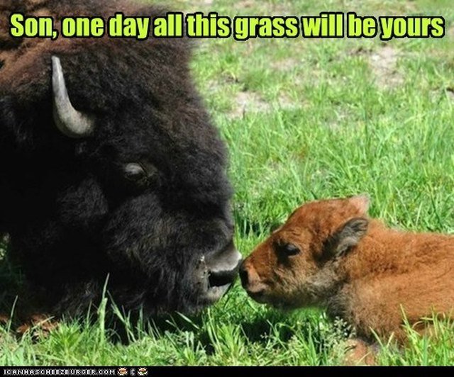 Bison in grass.