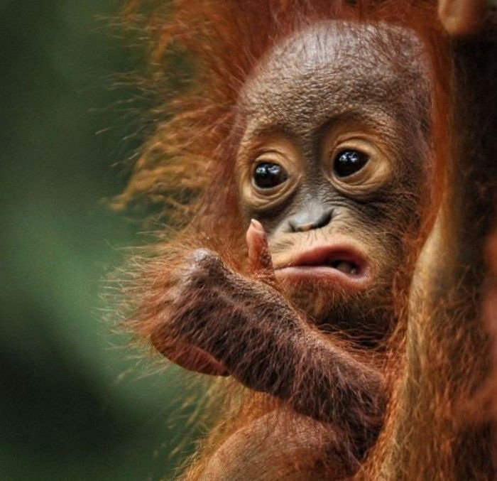 orangutan haciendo caras extrañs