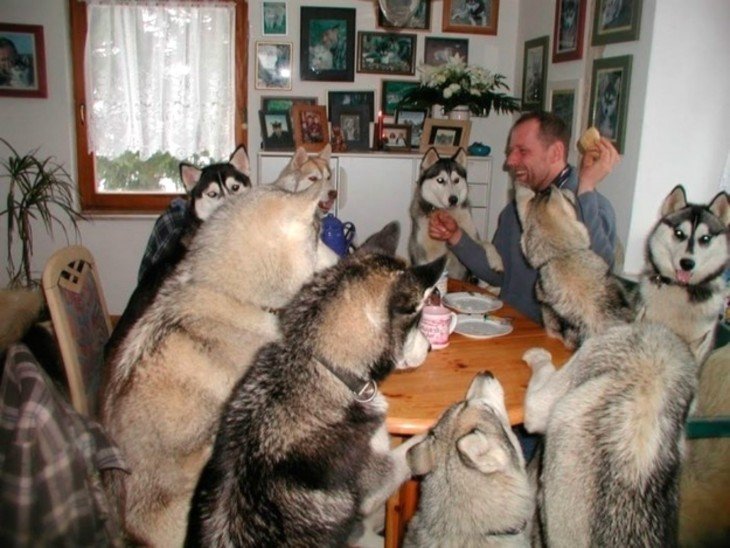 perros comiendo en lamesa con su dueño