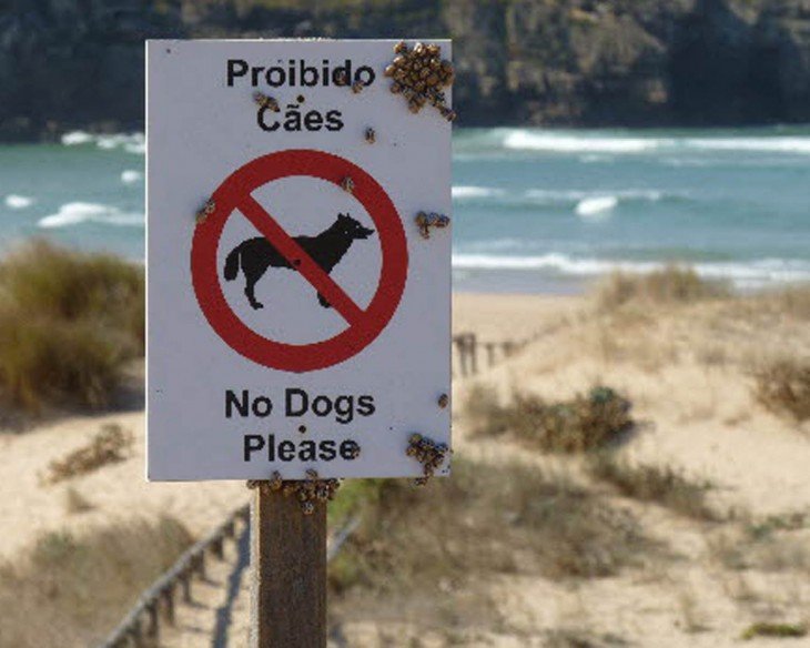 señalamientos de no perros en la playa