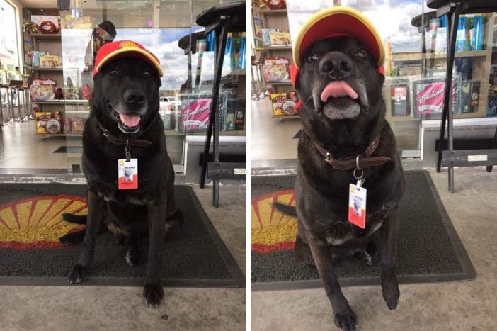 Perrito trabajando en una gasolinera con uniforme 