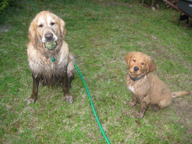 Perros en un jardín llenos de lodo 