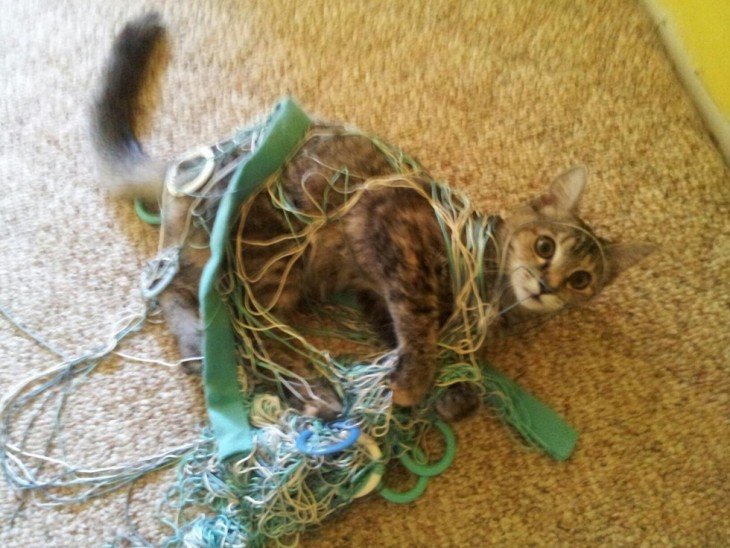 Gato acostado en una alfombra enredado en una red 