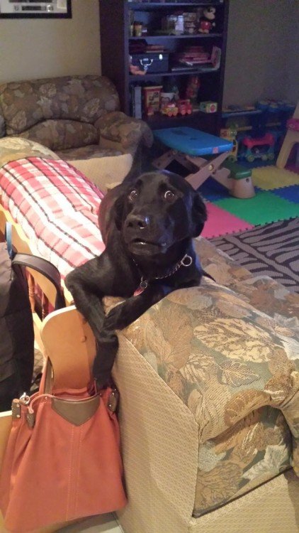 Perro arriba de un sillón simulando que va a meter sus patas en la bolsa de su dueña 