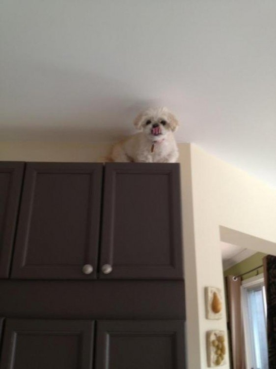 Perro arriba de una alacena cerca de la pared 