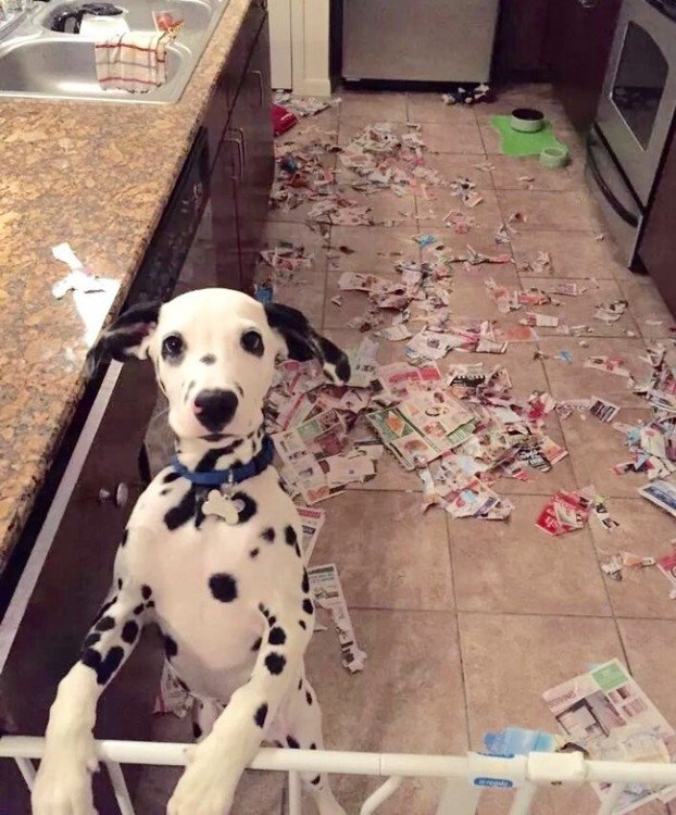 Un perro dalmata con muchos pedazos de periódico a su alrededor 