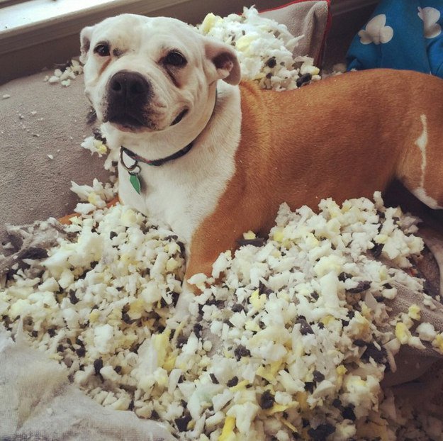 perro bulldog rodeado del contenido de un cojín destrozado por él 