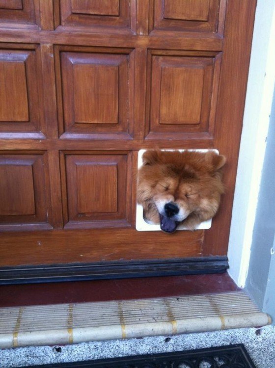 Cabeza de un perro atorada en una puerta de madera 