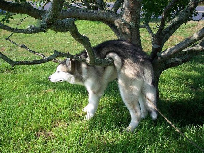 Perro atorado entre las ramas de un árbol 