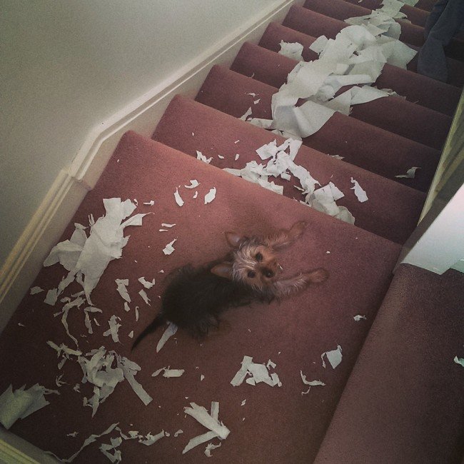 Perro acostado en un escalón con muchos pedazos de papel en las escaleras 
