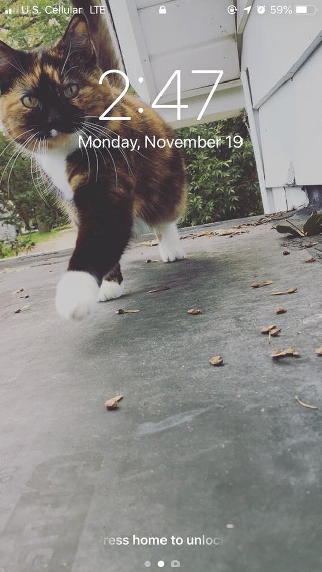 28 cat-themed locks screens for your phone