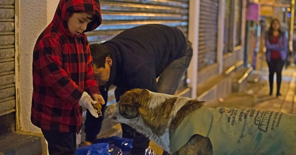 3 173.jpg?resize=412,275 - Un ingeniero boliviano renunció a su prometedora carrera por su pasión, dar de comer a los perros callejeros