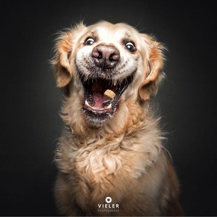 50 Joyful Photos Of Dogs Eating Treats By Christian Vieler - Small Joys