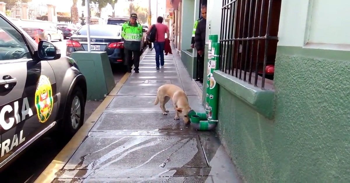 a 6.jpg?resize=412,275 - Police Installed 'Special' Food And Water Dispensers Outside The Police Stations For Stray Dogs