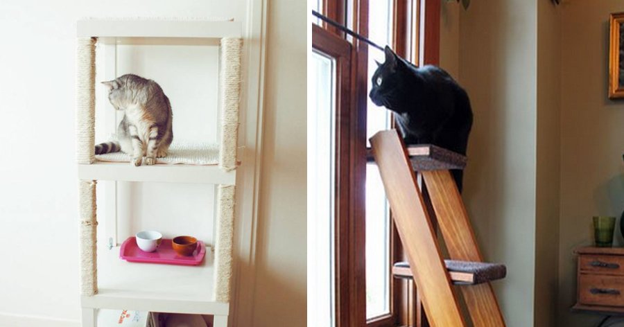 a6 1.jpg?fit=900%2C472&ssl=1&strip=all - 22 Truques que todas as pessoas que têm gatos precisam saber