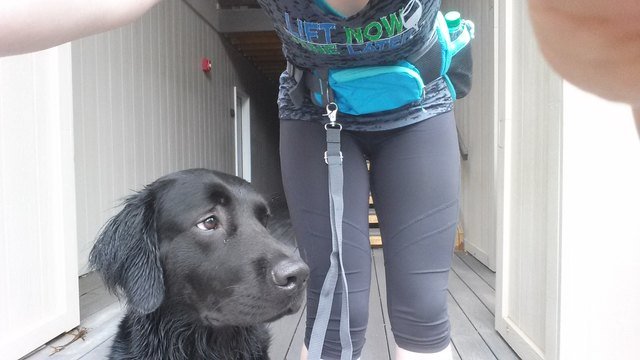 22 dogs that have no idea how dog leashes work