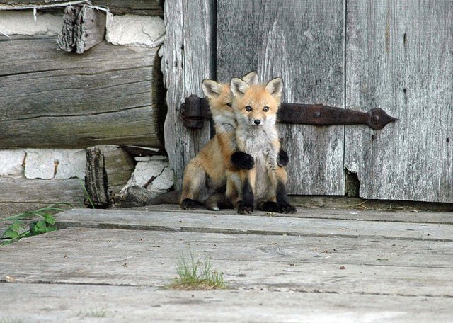 Fox kit hiding behind other fox kit.