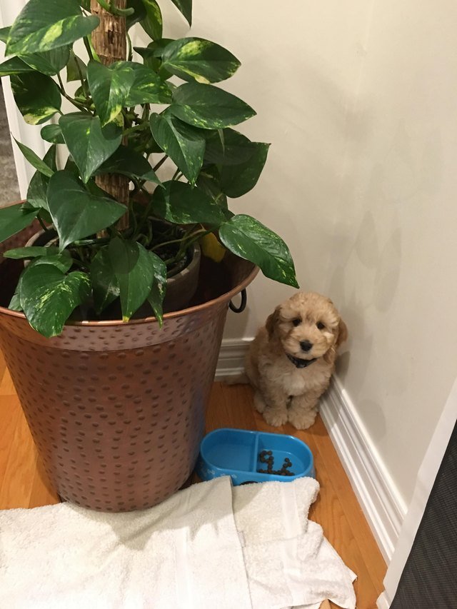 Puppy hiding behind potted plant.