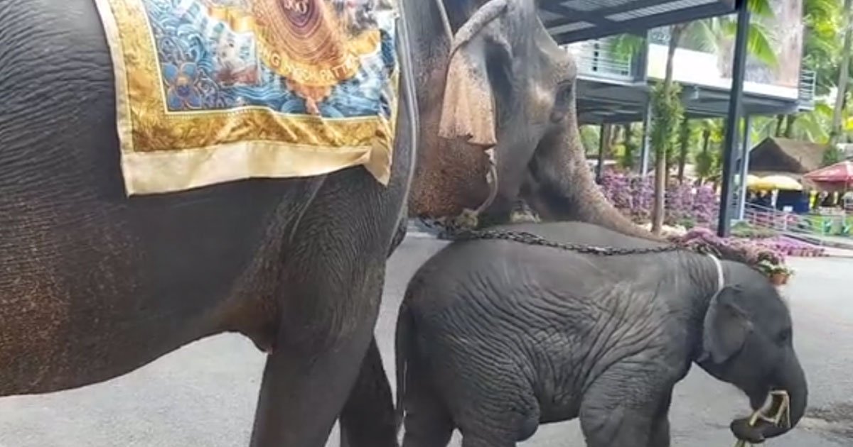 baby elephant collapses.jpg?resize=1200,630 - Vidéo d'un bébé éléphant épuisé qui s'est effondré alors qu'il était attaché à sa mère qui faisait des promenades aux touristes