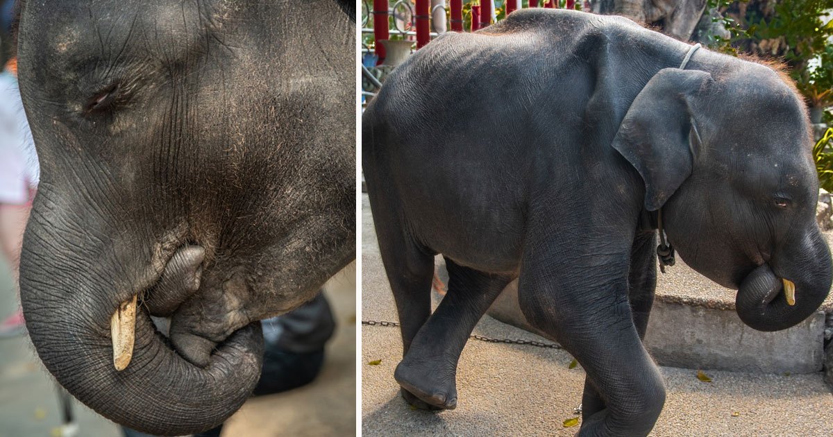 baby elephant dumbo died.jpg?resize=412,275 - Baby Elephant Dumbo - Who Was Forced To Perform Tricks At A Zoo - Has Died After Breaking His Legs