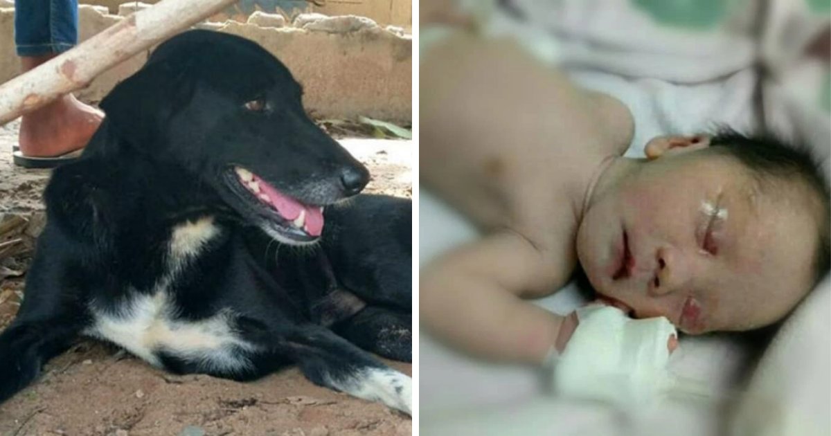 babyboy 1.png?resize=412,232 - Disabled Dog Rescues Baby Boy After 15-Year-Old Mother Buried Him Alive In Field