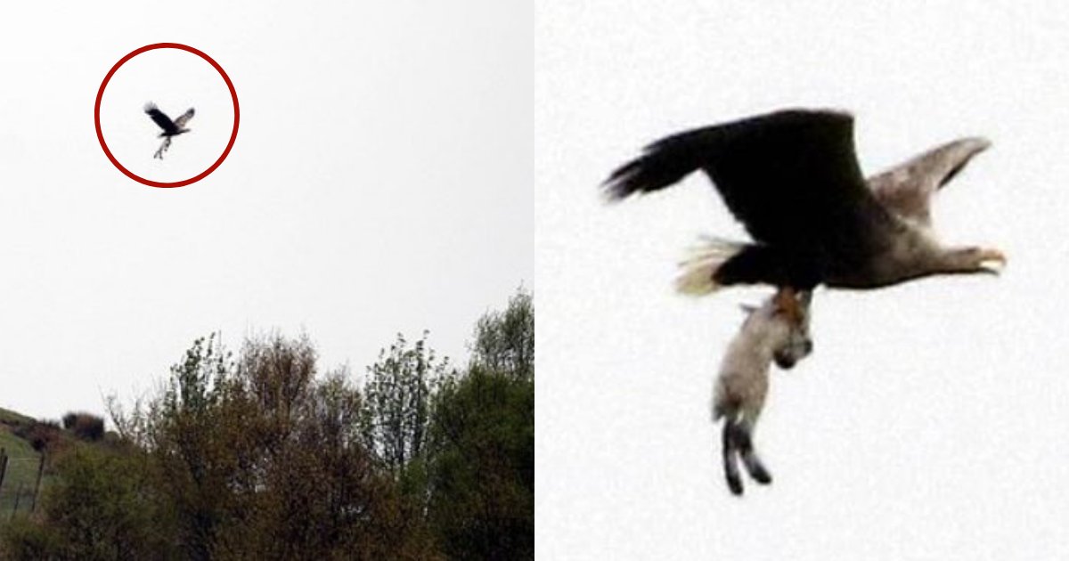 bird5.png?resize=412,275 - Pet Owners Are Warned After A Giant Bird Was Pictured With Lamb In Its Claws