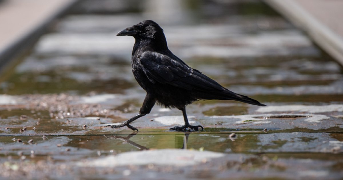 c3 1.png?resize=1200,630 - A Crow Likes To "Dive Bomb" And Smack People On Their Head