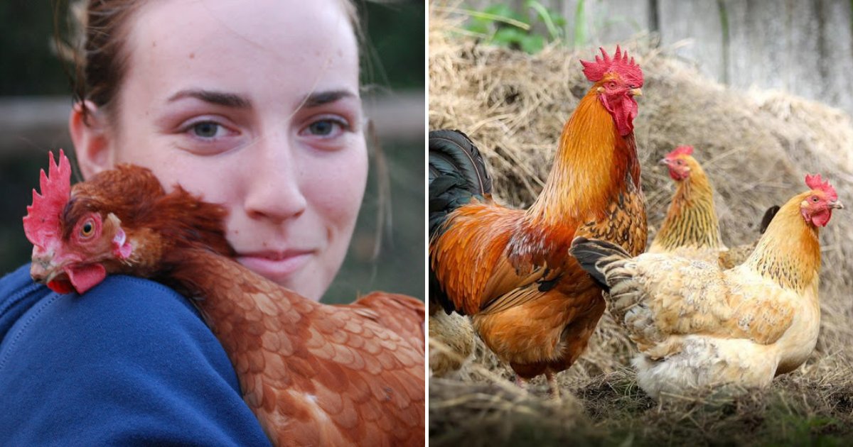 chicken5.png?resize=412,275 - CDC Warns Chicken Owners Not To Snuggle Or Kiss Animals Amid A Salmonella Outbreak