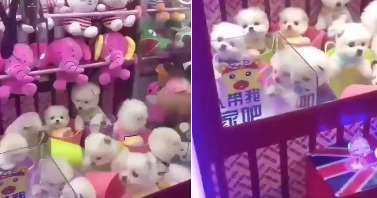 claw grabber using real dogs.jpg?resize=1200,630 - Arcade Claw Grabber - Which Is Using Real Dogs As Prizes - Sparked Outrage