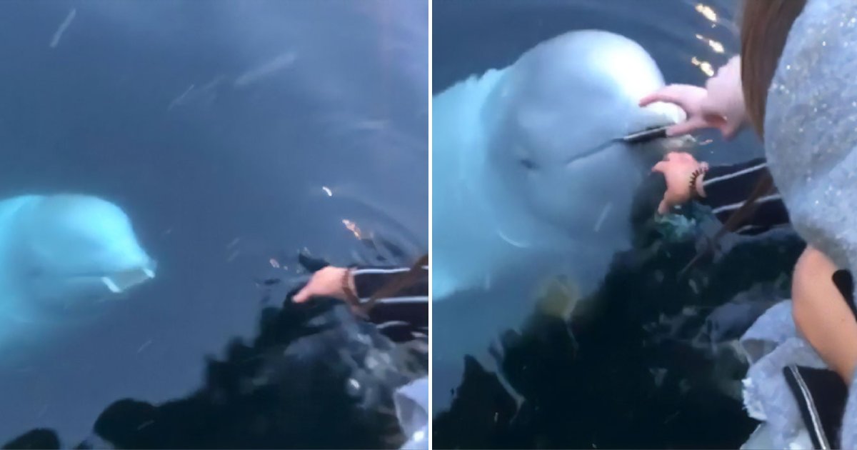 cool whale.png?resize=1200,630 - Amazing Moment As A Friendly Beluga Whale Returned The Phone To A Woman Who Accidentally Dropped It Into The Ocean