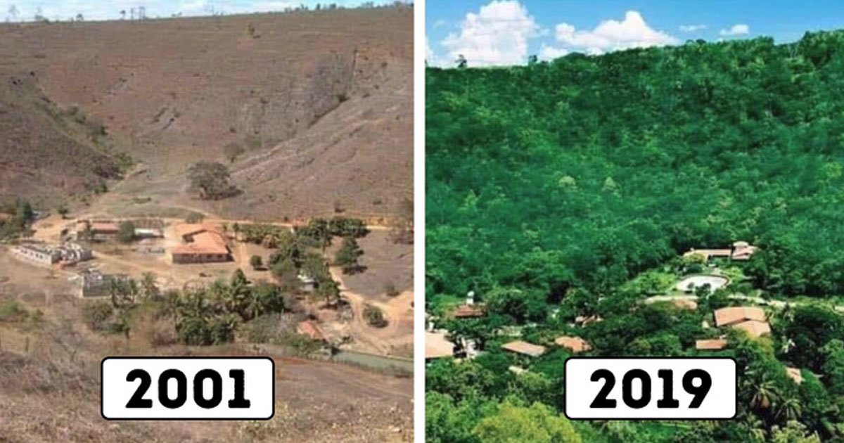 couple restored forest.jpg?resize=412,232 - Couple Spent 20 Years Planting Trees To Restore A Destroyed Forest