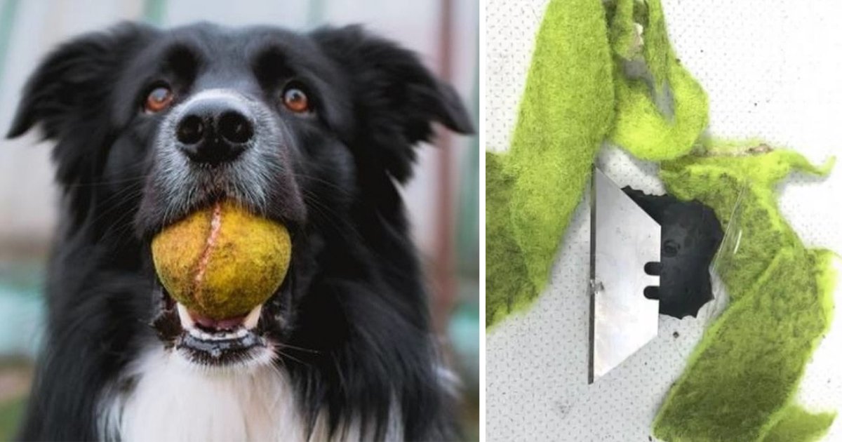 d1 21.png?resize=1200,630 - Danger pour les chiens: des lames de rasoir ont été découvertes à l'intérieur de balles de tennis