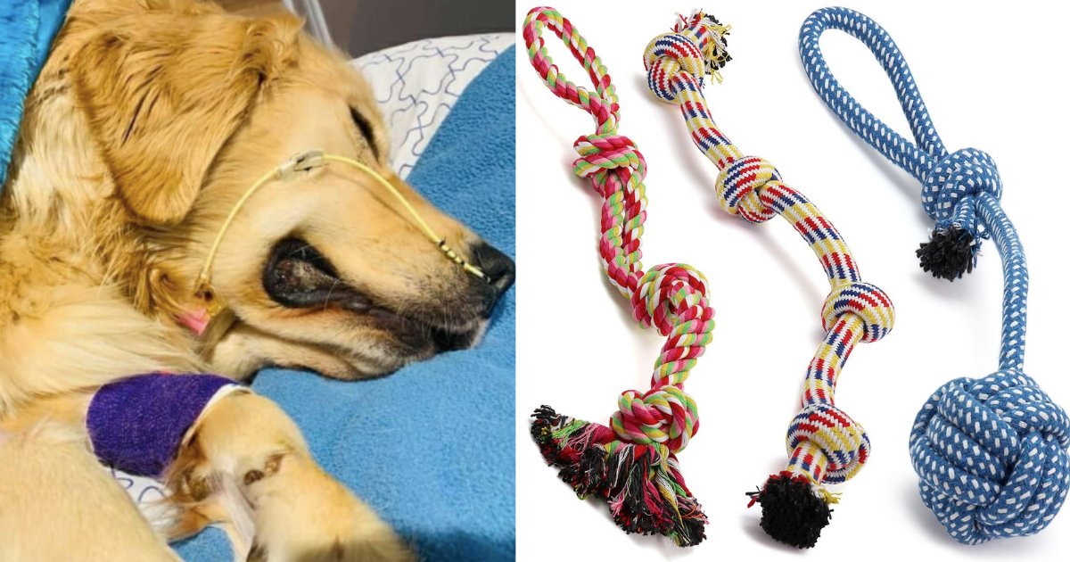 d3 18.png?resize=1200,630 - A Devastated Owner Warned People About Rope Toys After Her Golden Retriever Passed Away