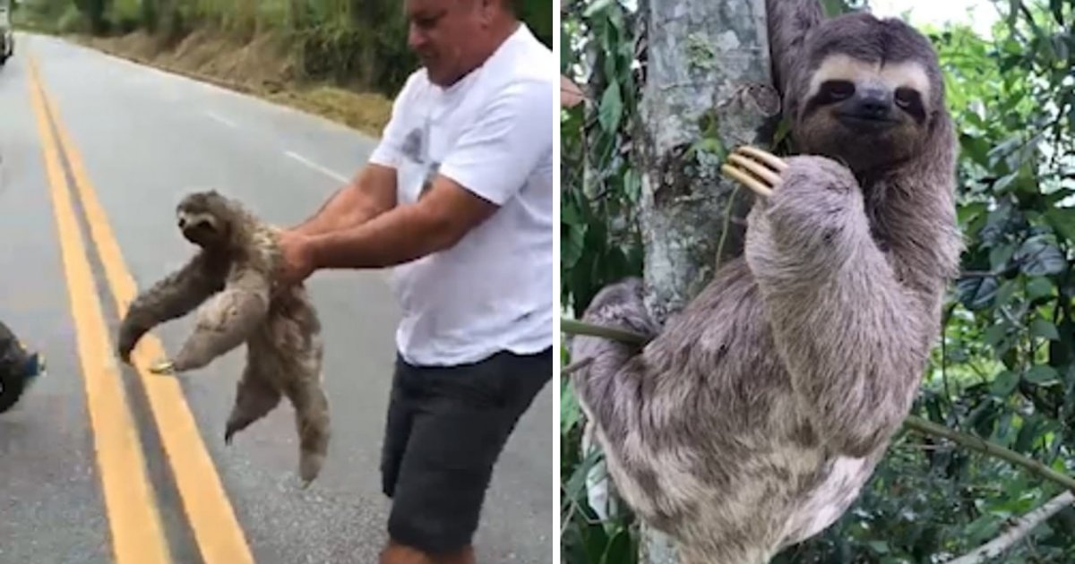 d5 11.png?resize=1200,630 - A Sloth Waves and Smiles at the Man Who Rescues it From The Road