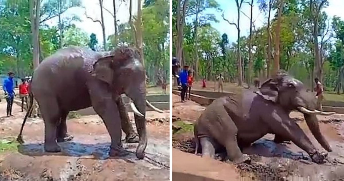 d5.png?resize=412,275 - An Elephant Struggles Against its Chain Before it Collapses and Dies at the Indian National Park