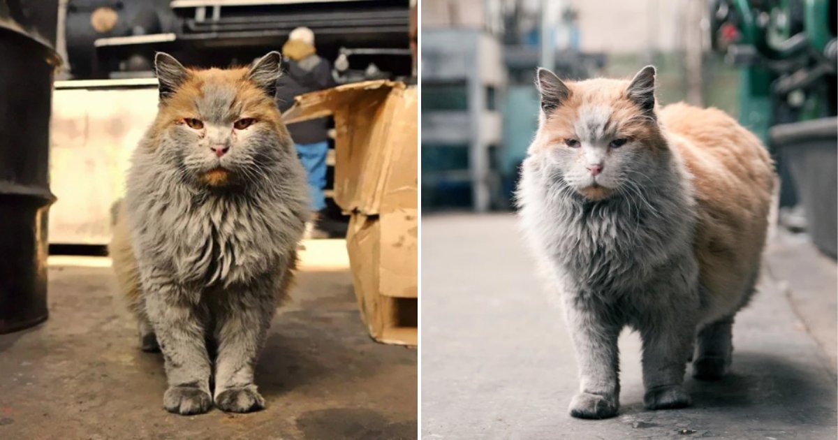 dirty2.png?resize=412,232 - Meet 'Dirt' The Railway Cat Who Always Looks Like He Needs A Shower