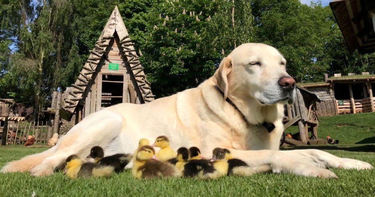 dog adopted ducklings.jpg?resize=412,275 - Labrador, Who Adopted Nine Baby Ducklings Last Year - Is Now A Foster Dad To Six New Orphaned Ducklings