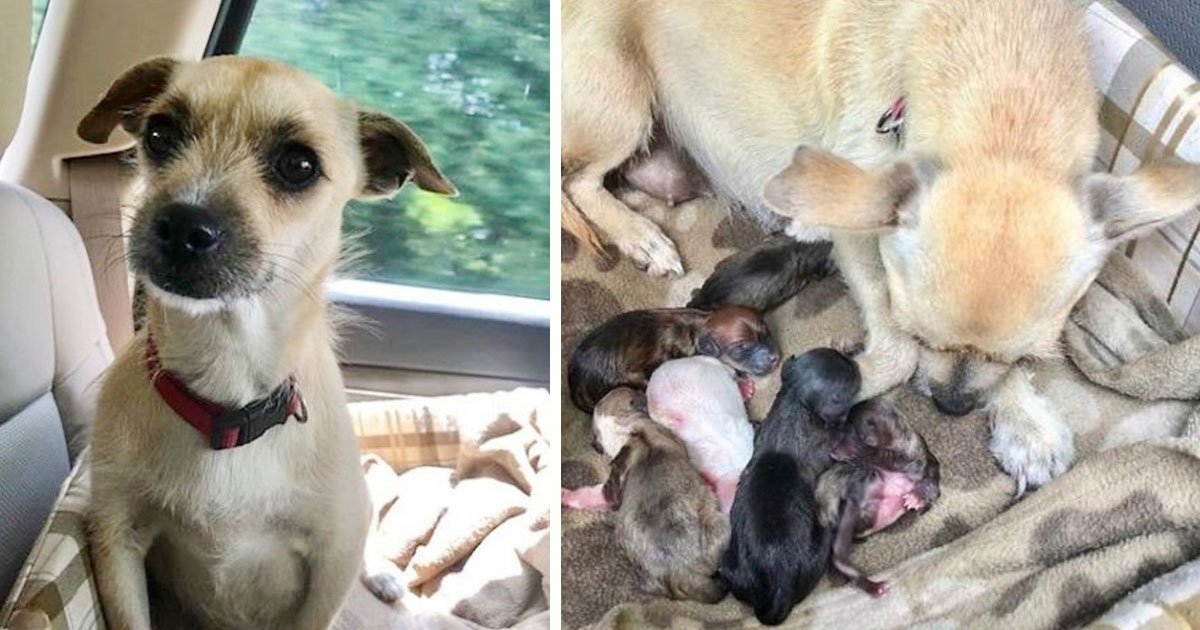 dog gave birth car.jpg?resize=1200,630 - Couple Rescued Pregnant Dog From A Kill Shelter While They Were On Vacation