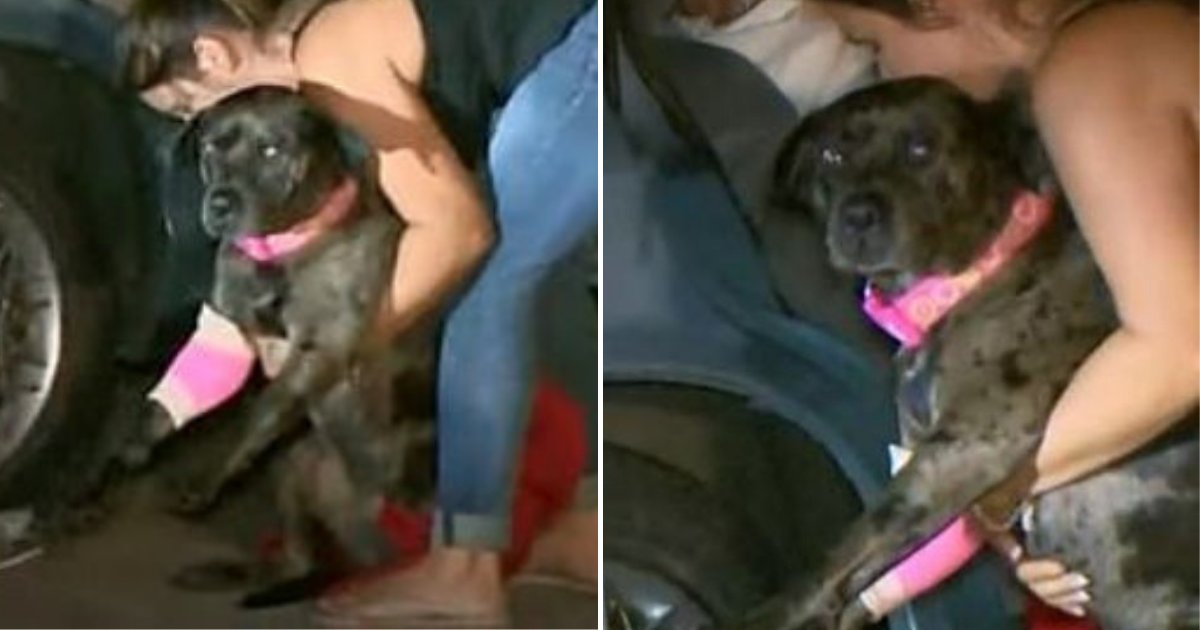 dog4.png?resize=412,275 - Very Loving Dog Shot By Burglars Twice While Protecting Family Of Five From Gunmen