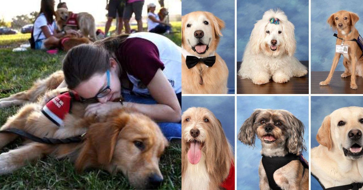 doggies.png?resize=412,232 - School Features Therapy Dogs In Yearbook To Honor Them After Parkland Shooting