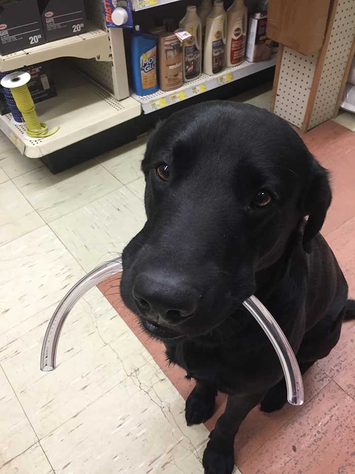 Ma quincaillerie locale a un chien qui vous suit et emmène vos objets au comptoir pour vous