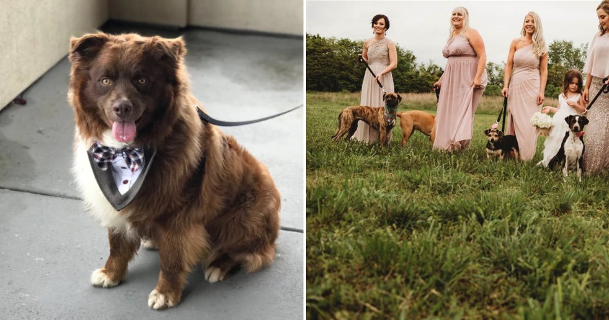 dogs7.png?resize=412,275 - Bride Has Her Bridesmaids Carry Shelter Dogs Down The Aisle Instead Of Bouquets