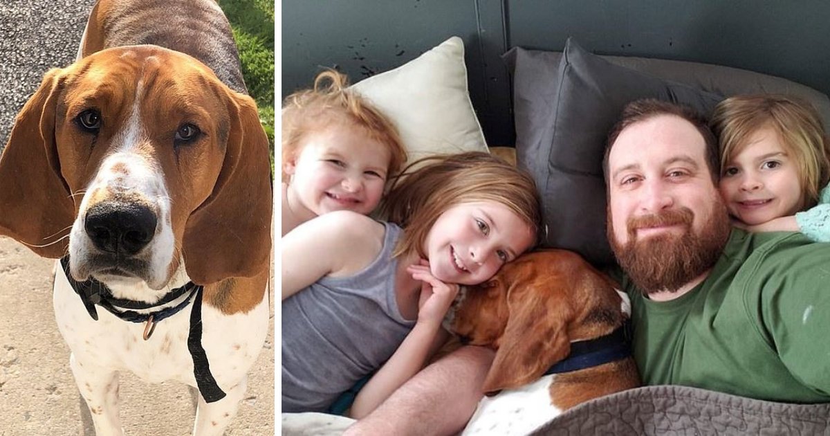 edgar6.png?resize=412,275 - Hero Dog Saved Three Children From Being Abducted In the Middle Of The Night