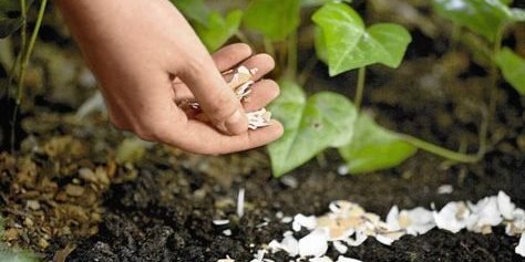 eggshells e1557242379176.jpg?resize=412,275 - 40+ Gardening Tips That Will Make Your Garden Bloom In No Time