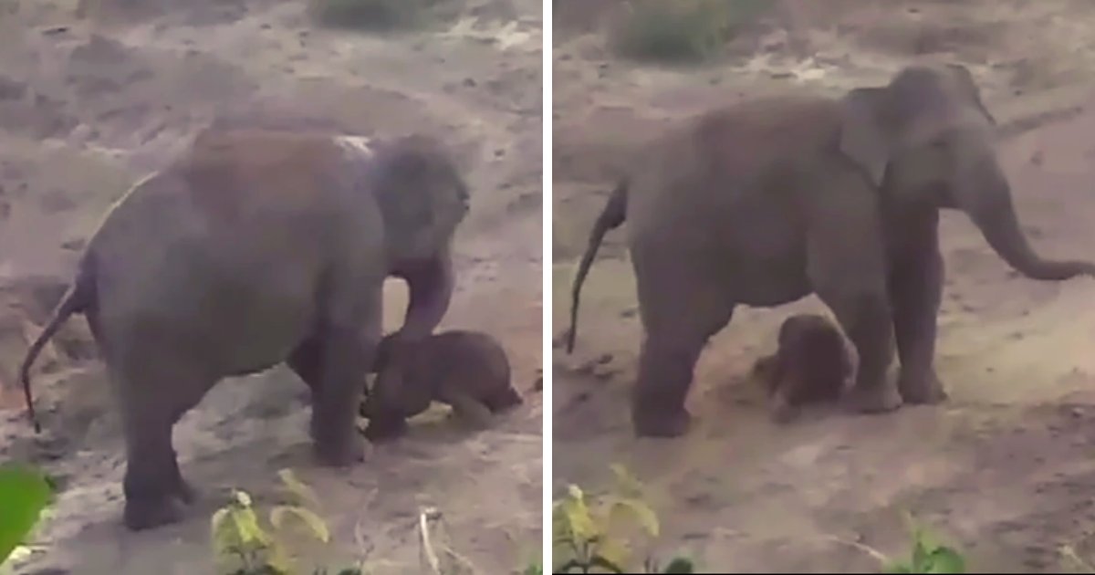 elephant4.png?resize=412,232 - Mother Elephant Tramples Man After Being 'Pelted With Stones' As She Tries To Save Newborn Calf