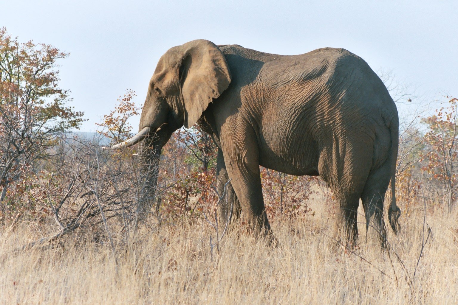 elephant kruger 2003.jpg?resize=412,275 - Après 5 ans d'interdiction, le Botswana réautorise la chasse à l'éléphant