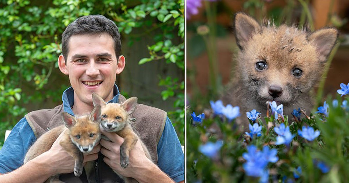 farmer saved fox cub.jpg?resize=412,275 - Farmer Performed An Emergency C-Section On A Dead Fox And Saved The Lives Of Her Four Cubs